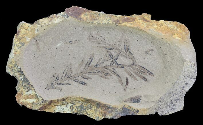 Metasequoia (Dawn Redwood) Fossil - Montana #62343